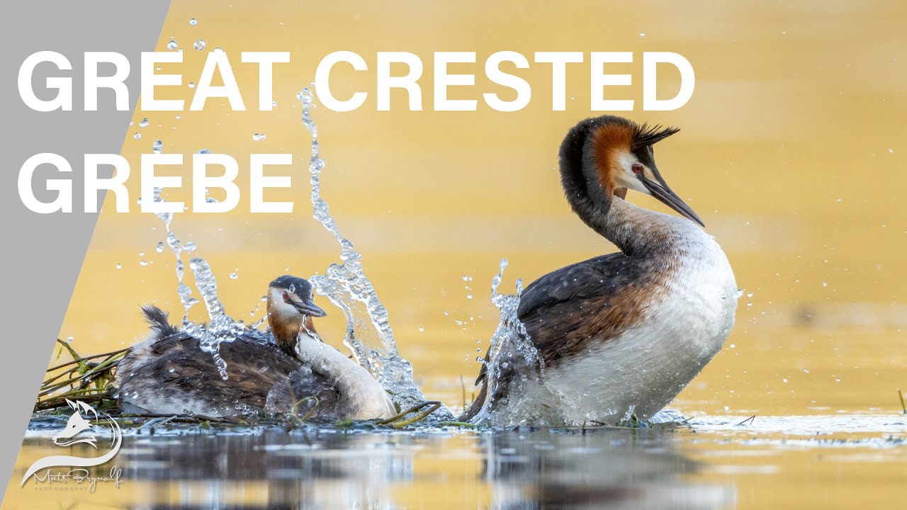 Great Crested Grebe