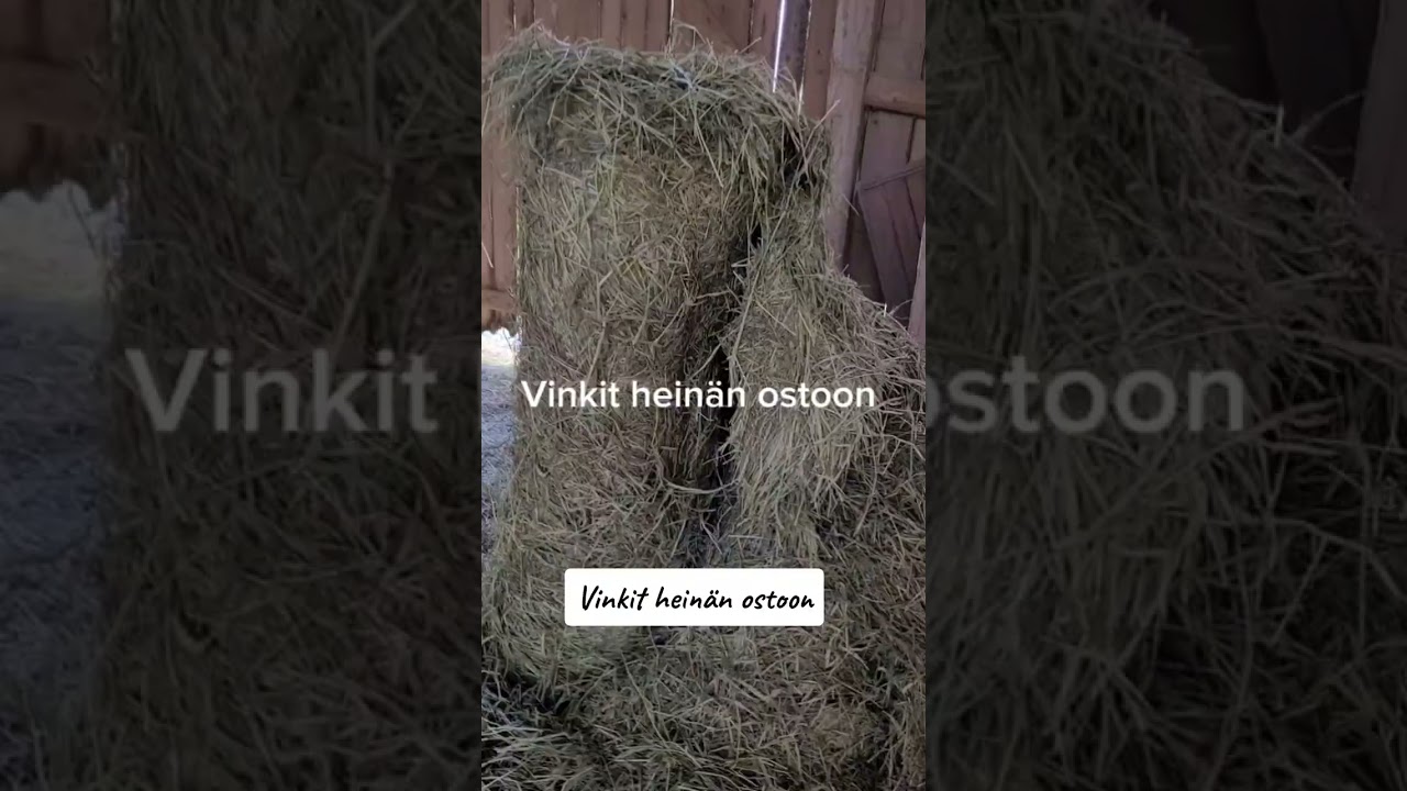 Vinkit hein&auml;n ostoon @marru_kos  #hein&auml; #hevostenruokinta #kuivahein&auml; #s&auml;il&ouml;hein&auml; #vinkkej&auml;