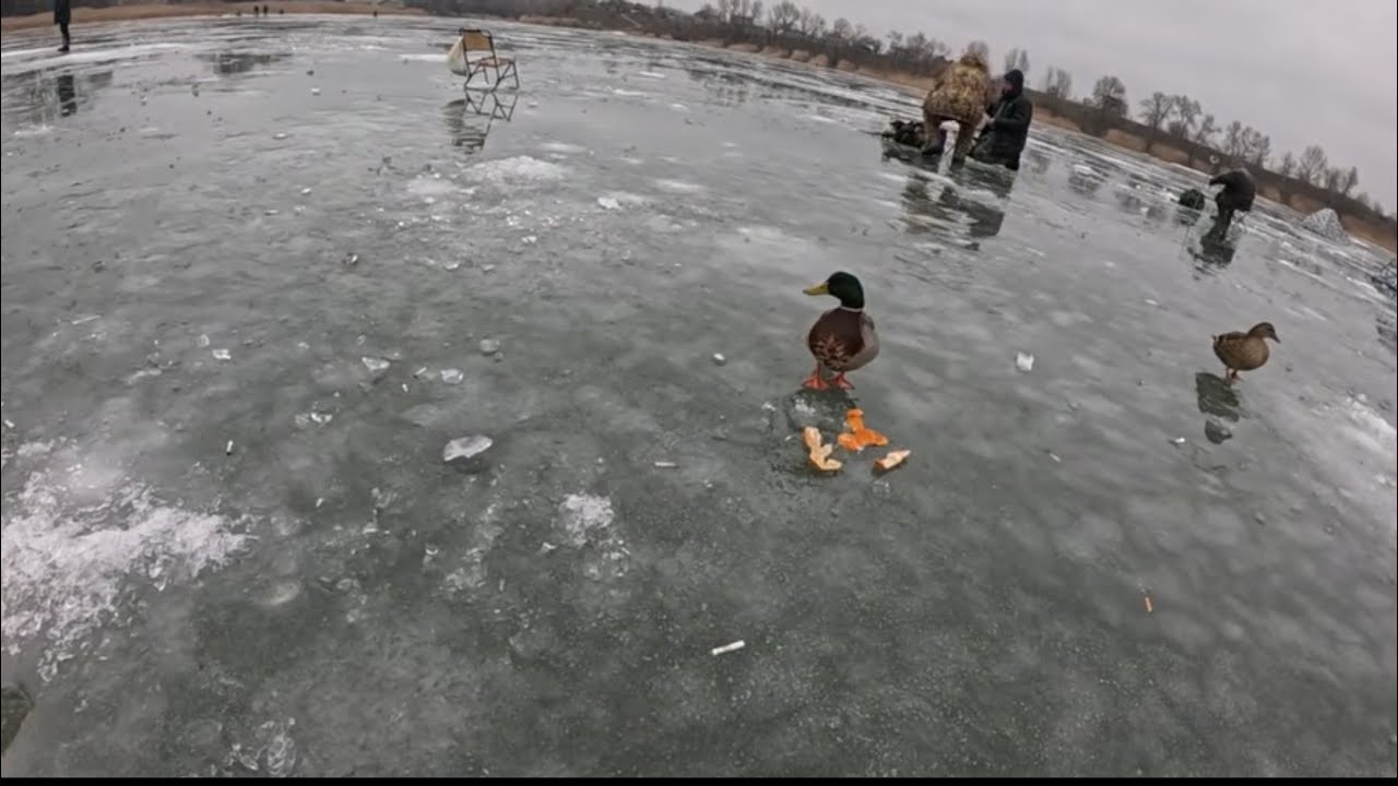   Нова локація. Сміття на кризі😱😱.Качки🦆🦆🦆.Курилівський 2026#fishing #icefishing 