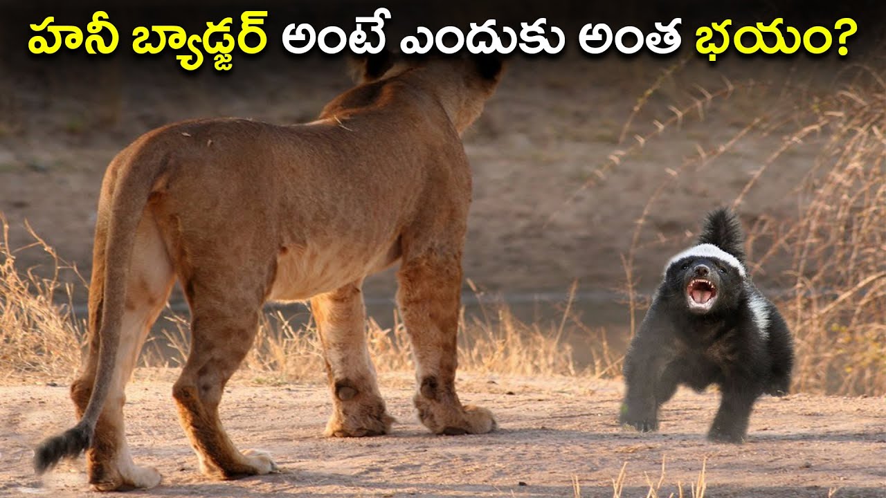 HONEY BADGER దూకుడుకి సాటెవ్వరూ?/ No one can match the aggression of HONEY BADGER
