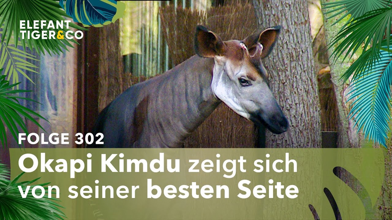 Okapi zeigt seine Kurven (Folge 302) | Elefant, Tiger & Co. | MDR