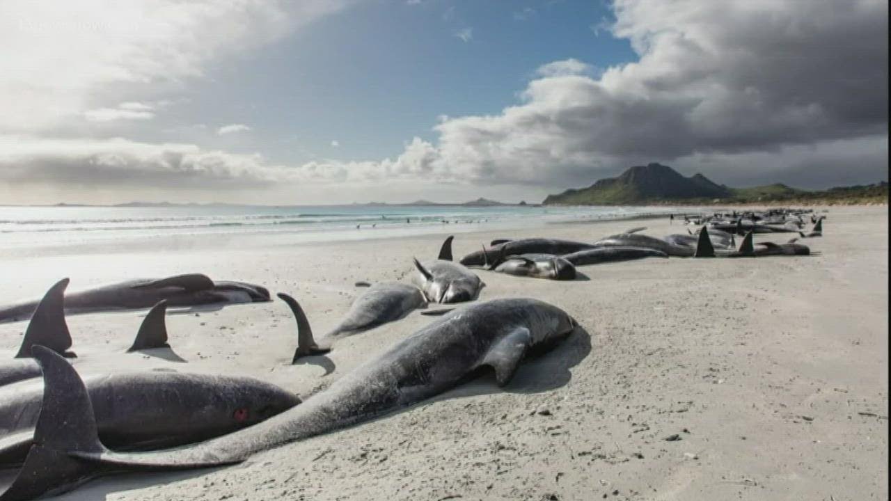 477 whales die after stranding themselves on New Zealand beaches
