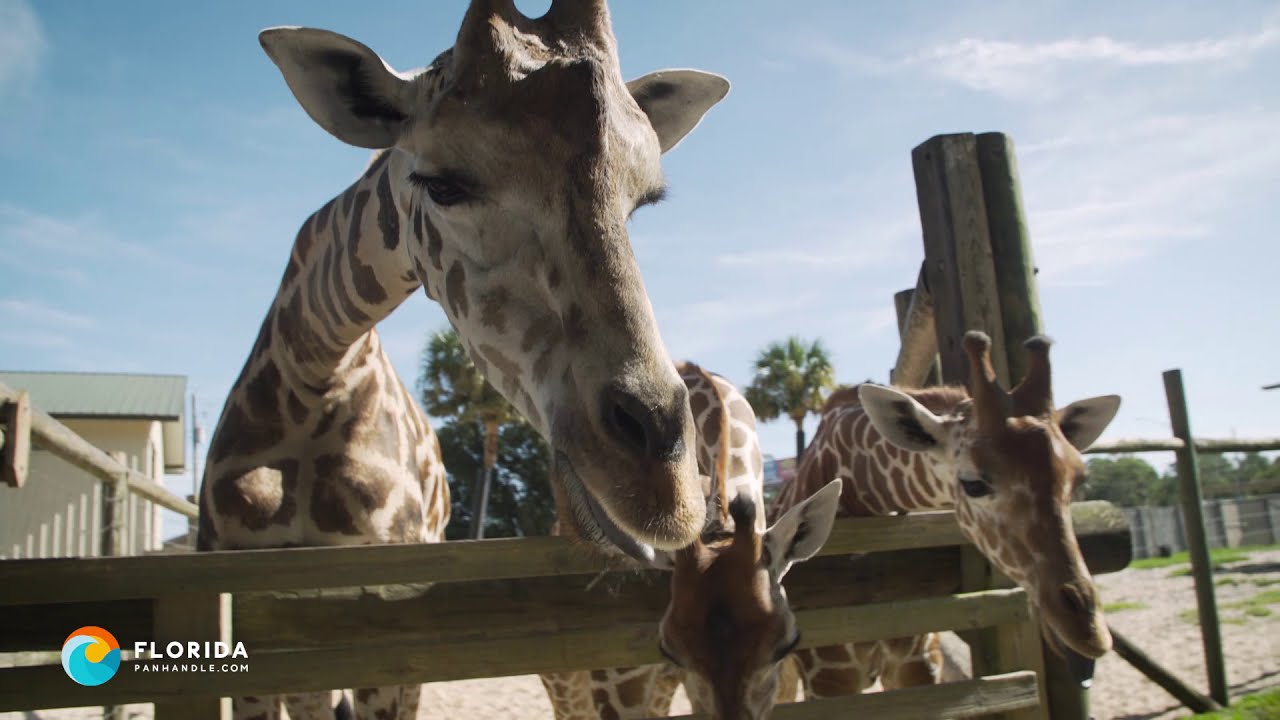 Gulf Breeze Zoo Overview
