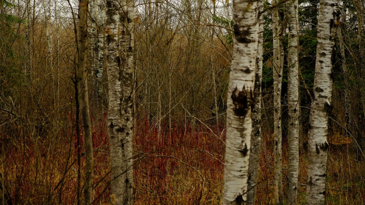 May morning field recording of boreal forest in northern Ontario, Canada. Sound Devices MixPre3-II.