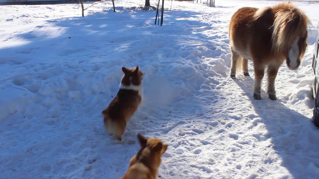 Our Corgi's herding pony home