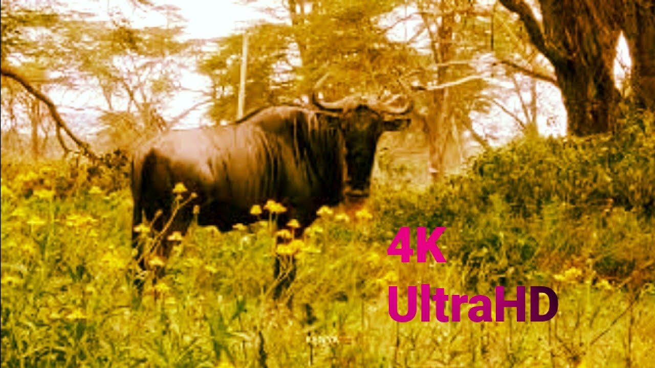 4K VIDEO (UTRAHD) AFRICAN WILDLIFE FASCINATING BEAUTY