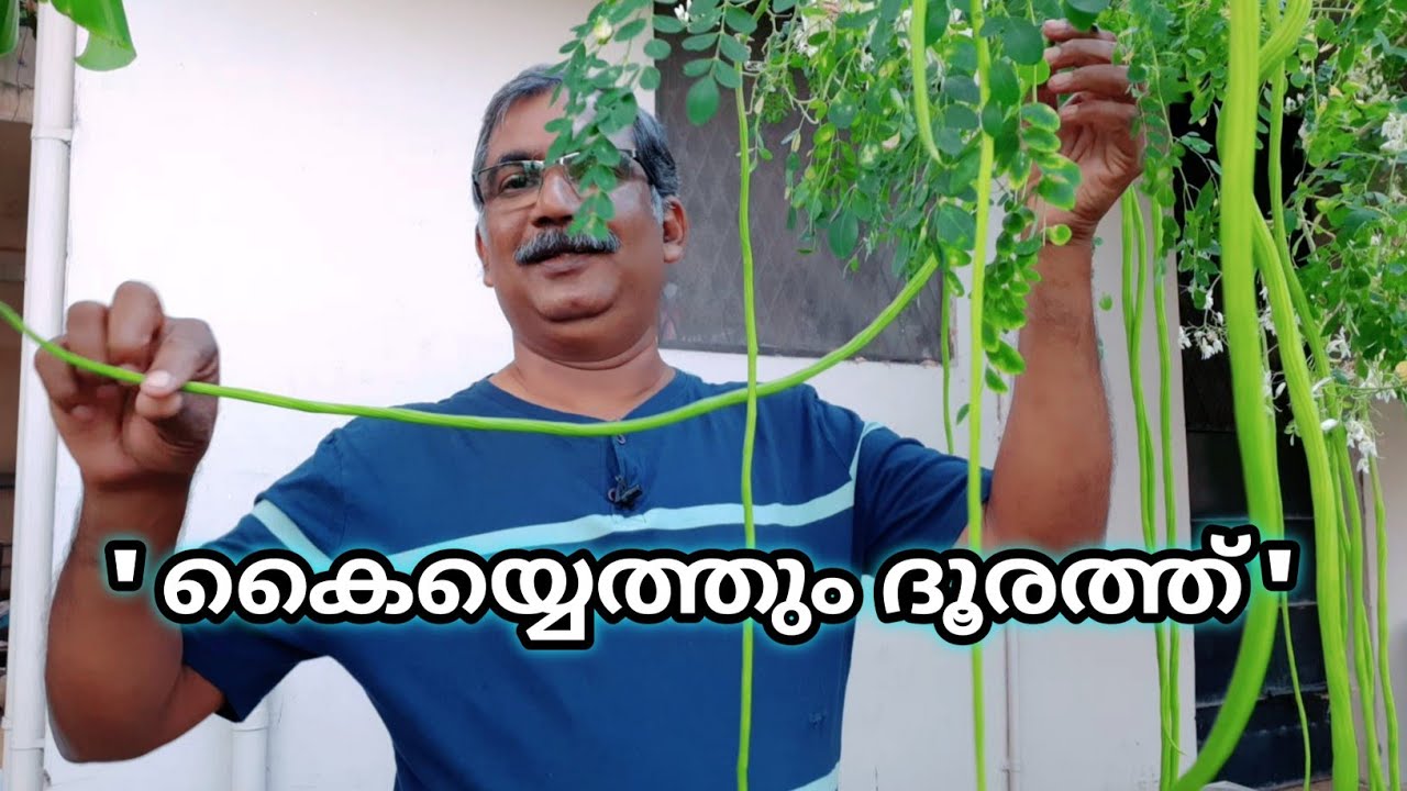 ചെടിമുരിങ്ങ നല്ലരീതിയിൽ കായ്ക്കാൻ എന്തെല്ലാം കാര്യങ്ങൾ ശ്രദ്ധിക്കണം|How to Grow a Dwarf Muringa Tree