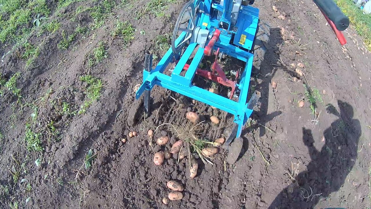Уборка картофеля. Harvesting potatoes.