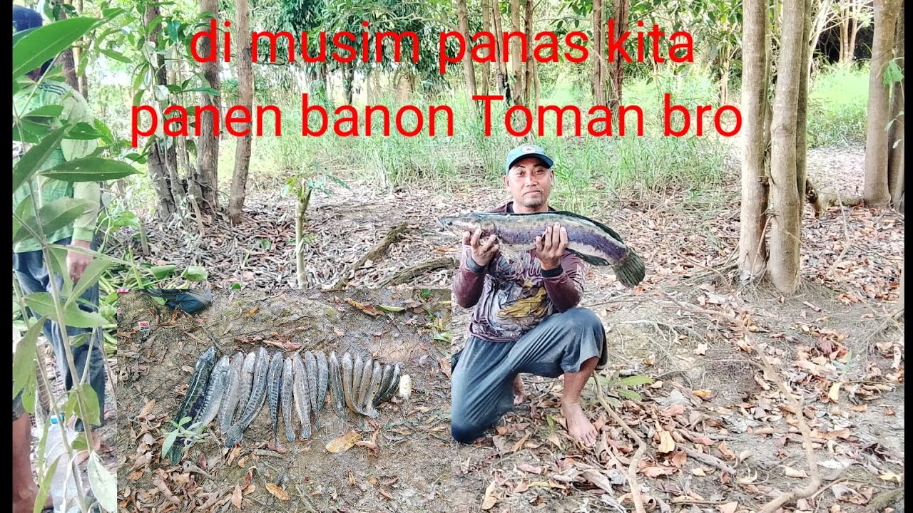 Pembongkaran sungai selalu ada babon toman