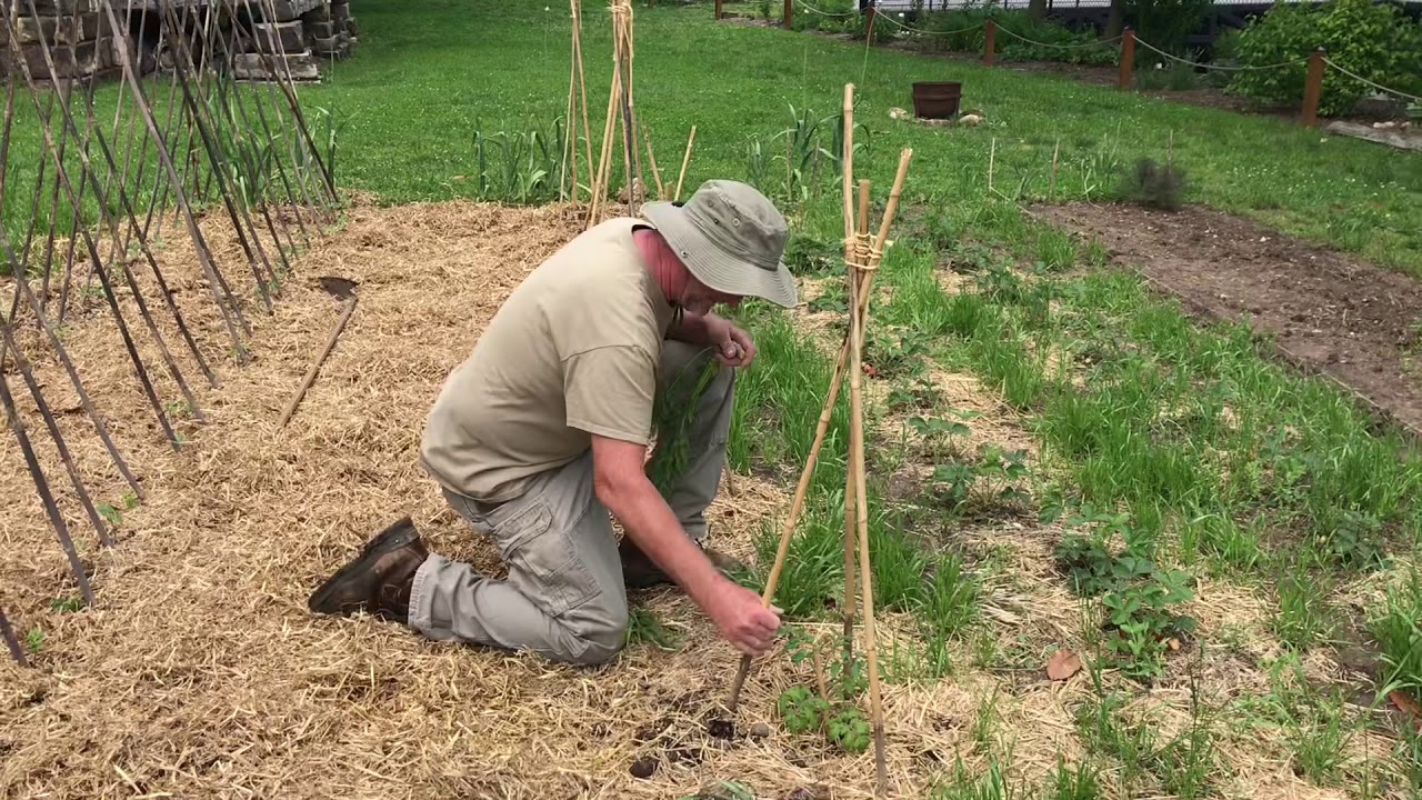 Shiloh Museum Heritage Garden
