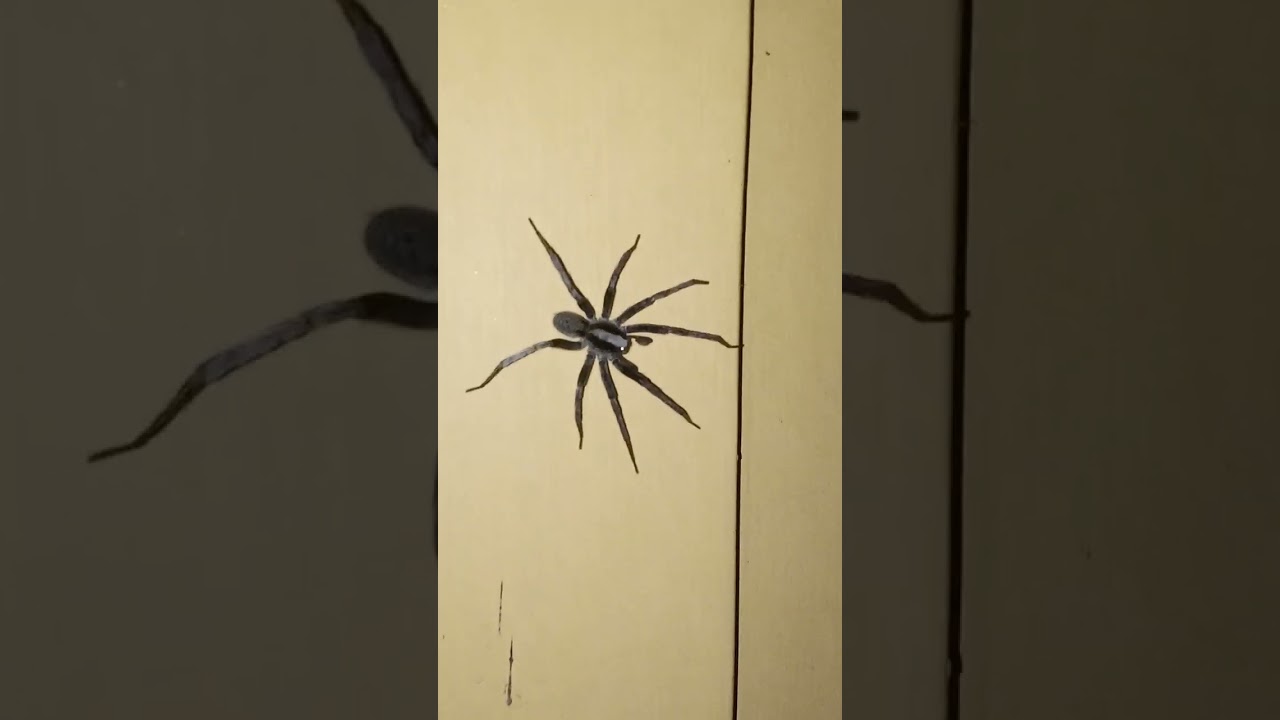 Eight Legs on Wall.!. #viral#1k#india#2024#usa#trending#unitedstates#spider#support#100k#subscribe