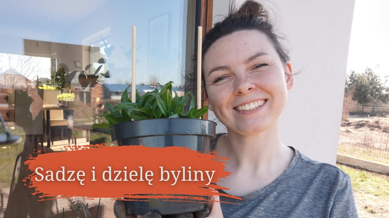 Wsadzam i dzielę byliny na rabatach