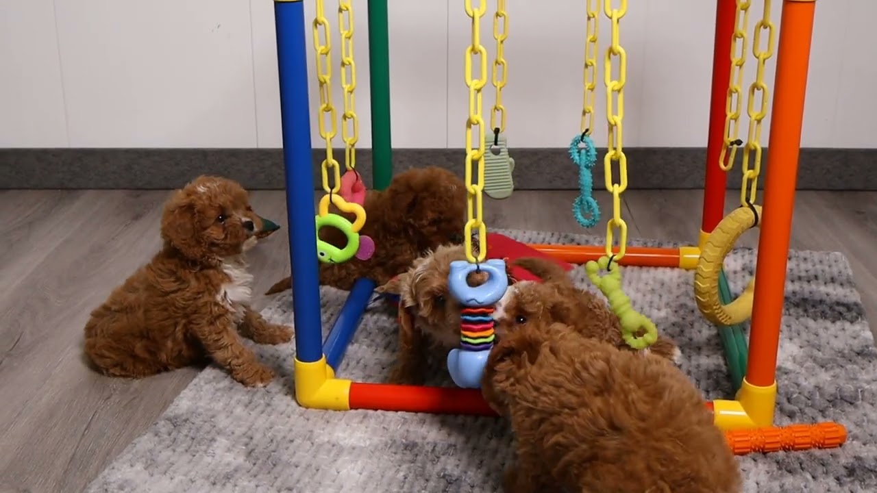 Blue Diamond Gabby F1 Cavapoo Litter