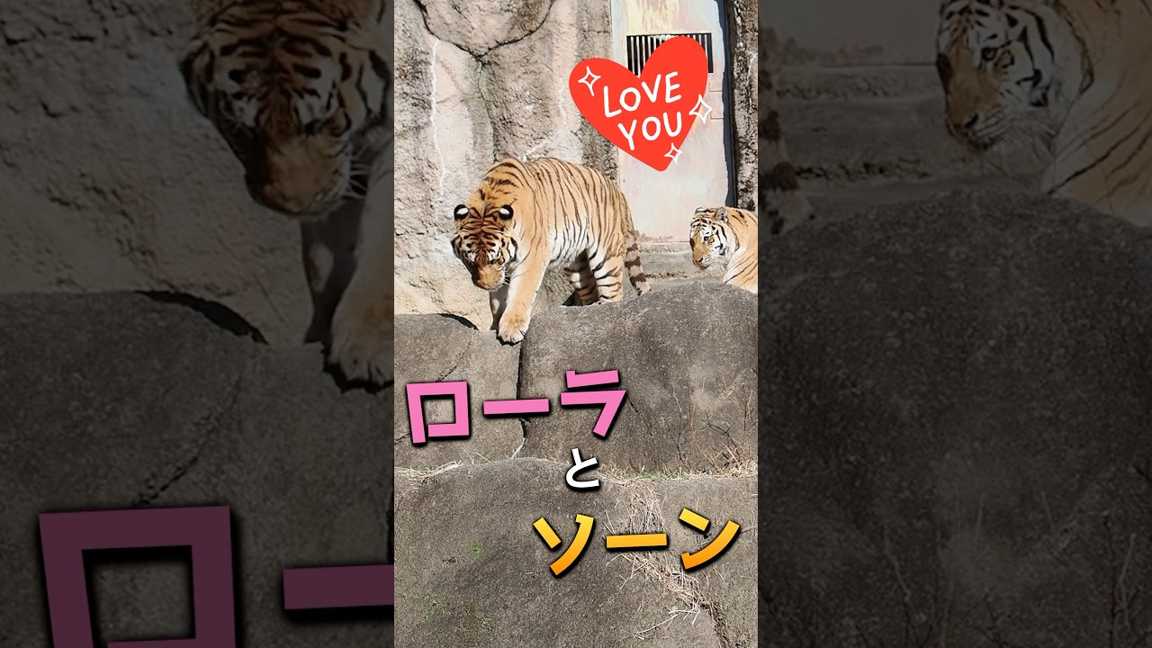 ローラとソーンの同居💕【ローラのコッツン😋】 #浜松市動物園 #のんほいパーク #アムールトラ #ソーン #ローラ #同居 #旭山動物園 #同居