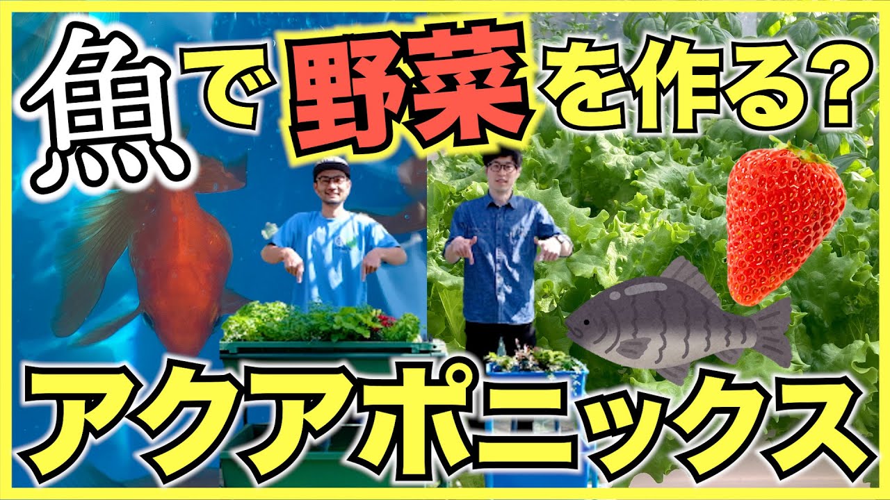 【アクアポニックス】野菜と魚を一緒に育てるアクアポニックス農場を見学！家庭菜園用と農業用,室内の植物工場用設備の仕組み【ティラピア,金魚,レタス,ハーブ栽培】