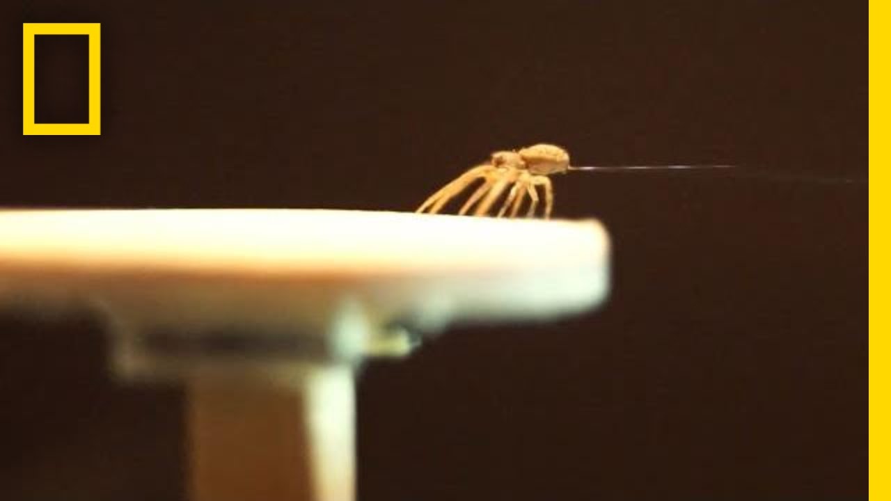 Spiders Spin Balloons to Fly Away | National Geographic