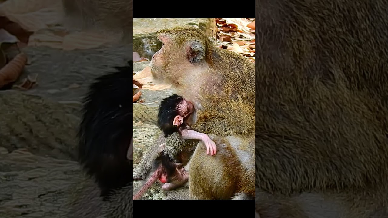 Congratulation! Newborn baby monkey!! #jane #tasana #janet