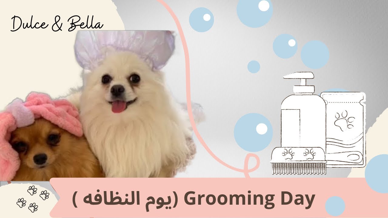 Grooming a pomeranian at home |   🛁 ‎ 🌸دولسي وبيلا يوم النظافة (بومرينيان)