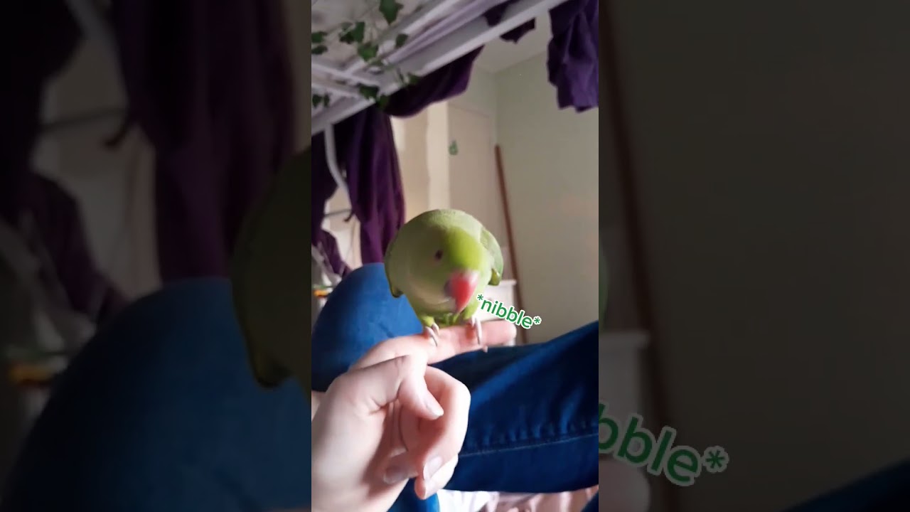 He's a blob #bird #birdmum #kermit #funny #indianringneck #foryou #viral #emotionalsupportbird