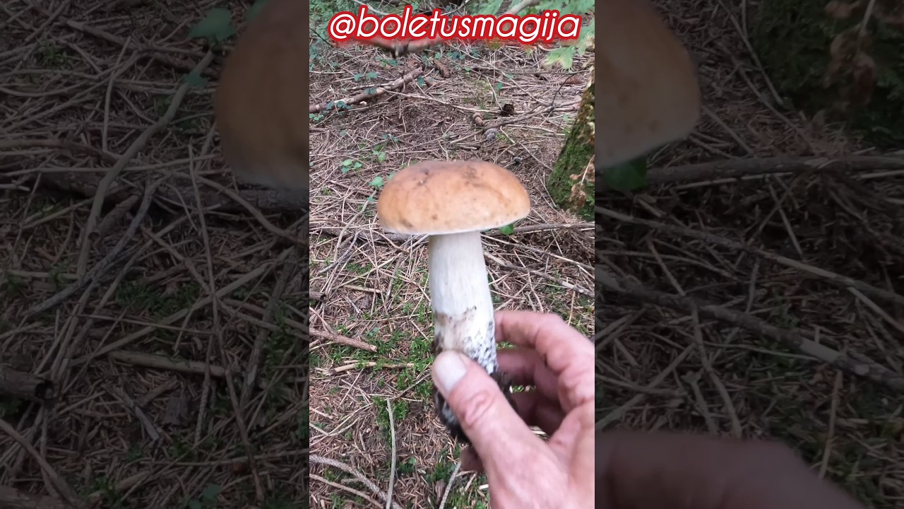 Boletus edulis, Porcino, Steinpilze #shorts #new #trending #viral #foryou #nature #forest #mushroom