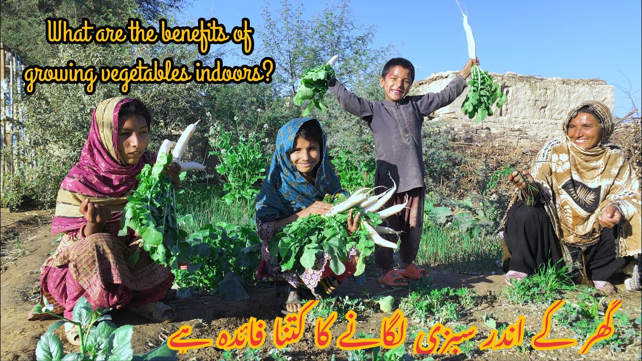 What are the benefits of growing vegetables indoors | گھر کے اندر سبزی لگانے کا کتنا فائدہ ہے
