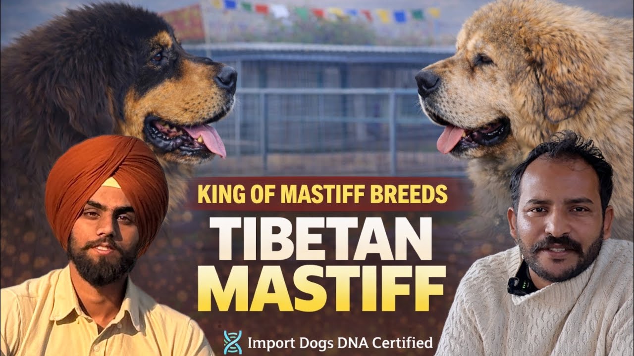 BIGGEST TIBETAN MASTIFF FARM 😱 CHINA IMPORT DOGS 🔥