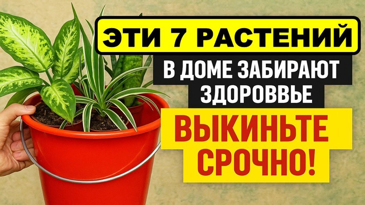 Какие 7 растений нельзя держать дома, иначе здоровье и удача уйдут навсегда! Приметы