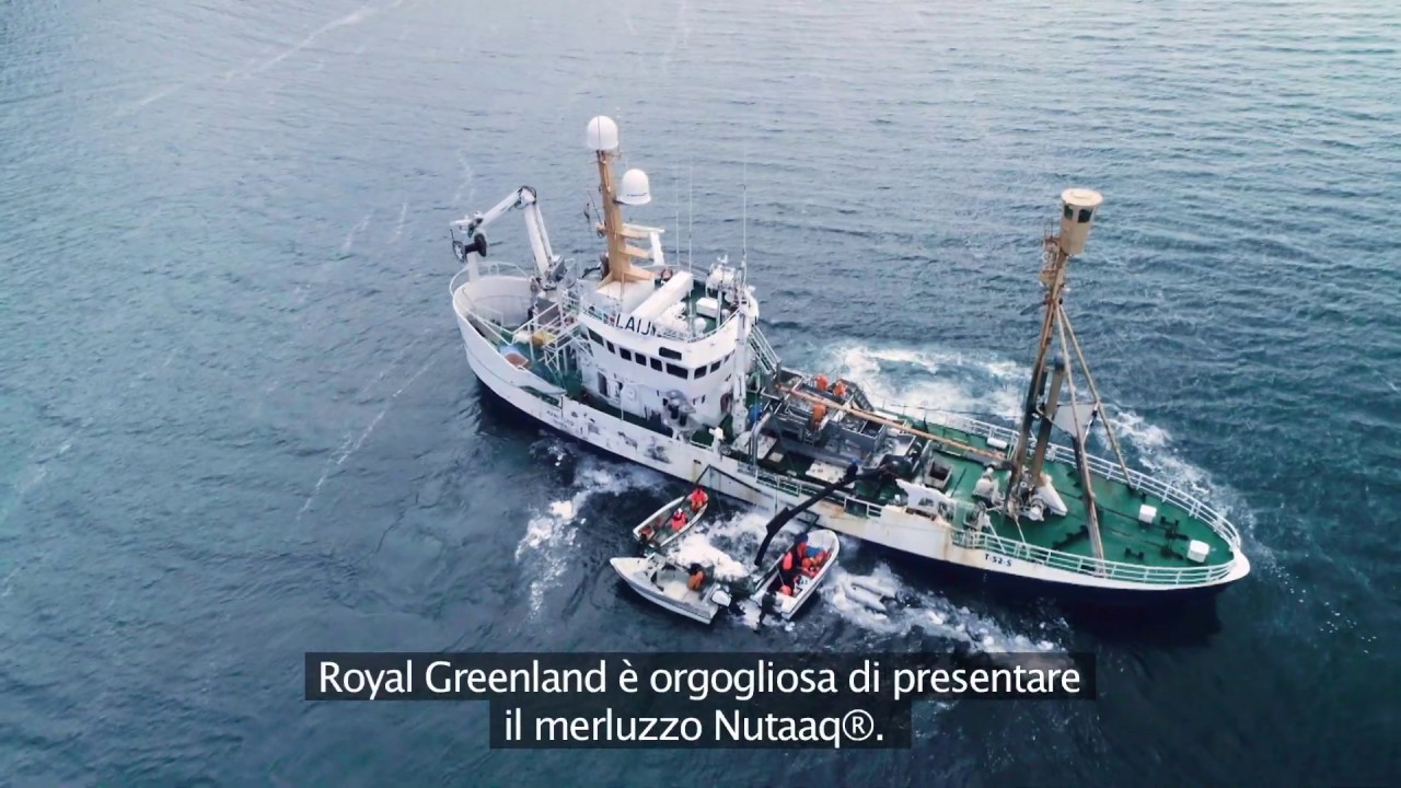 Royal Greenland Merluzzo Nutaaq®  - pesca e trasformazione