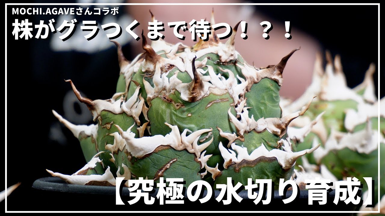 【アガベ】極限の水切りで攻める！！締める！コンパクトに目指す育成術！！
