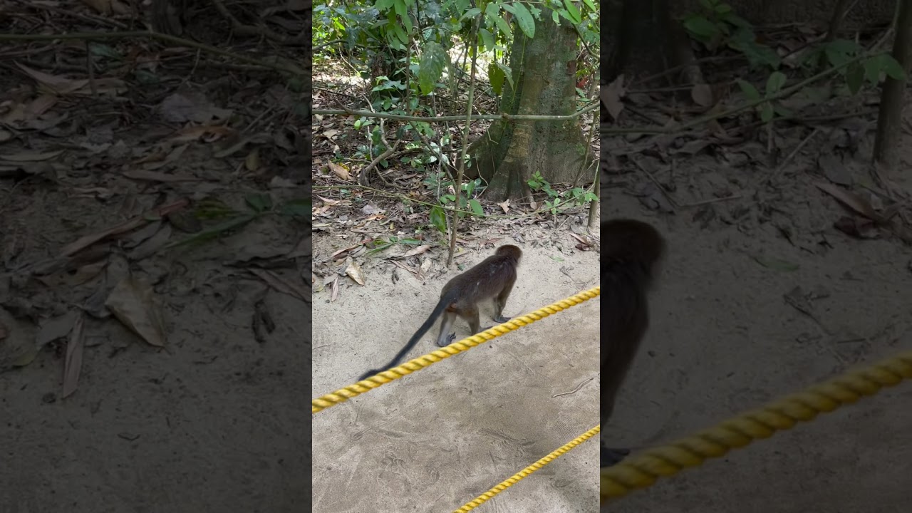 See this monkey on our way to the underground river in Palawan