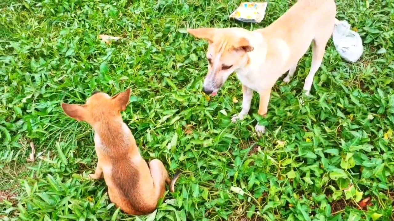 Heartwarming Street Dog Finds the BIGGEST Bone! Focuses on the emotion and size