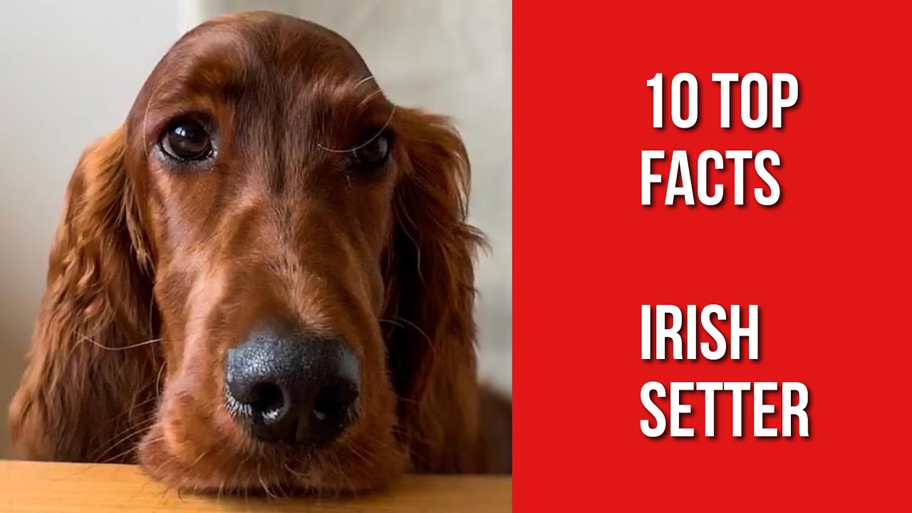 10 things only Irish Setter Dog Owners Understand
