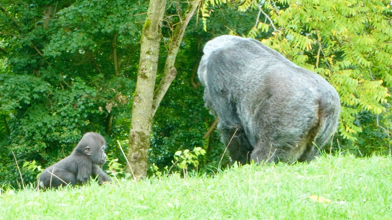 Gorilla Mother Always Keeps an Eye on Her Baby