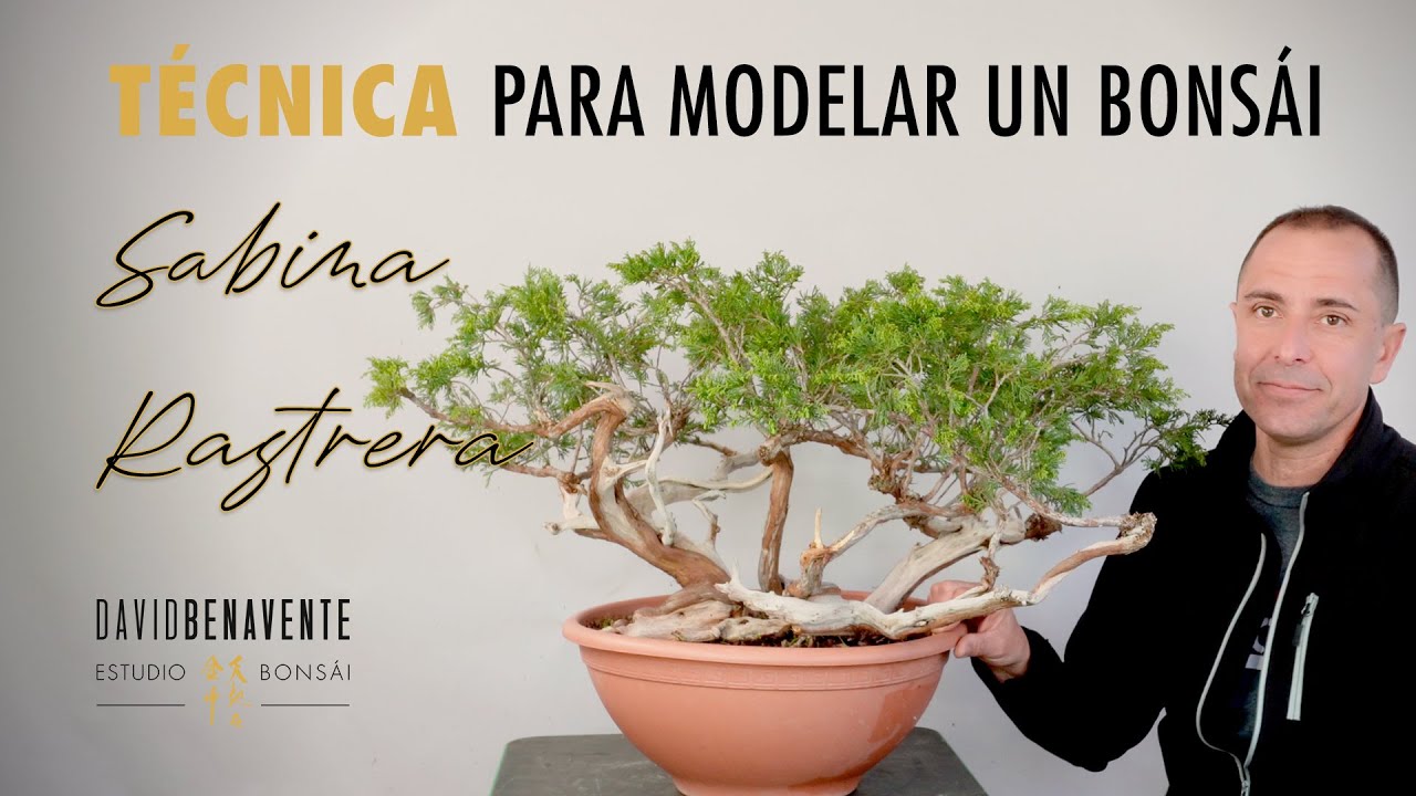 Las técnicas que necesitas para modelar bonsái de Sabina