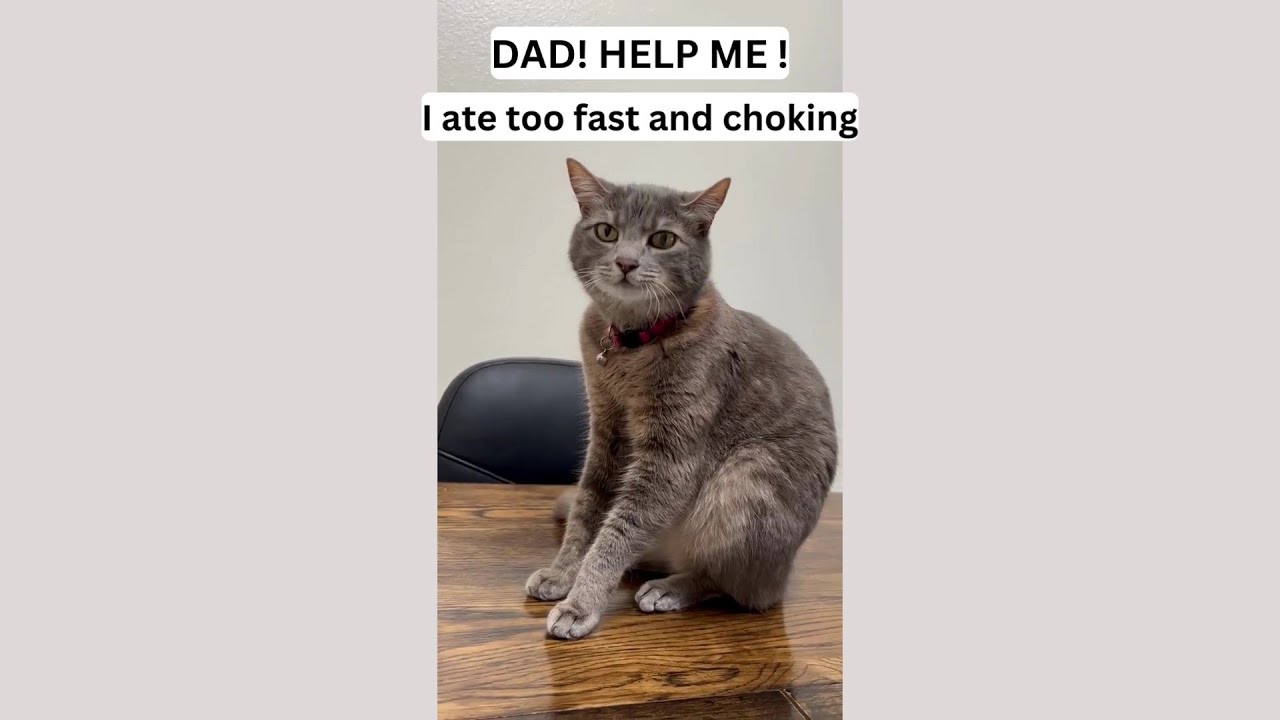 Cat eats too fast and choking. The reason why she eats too fast and how I slow her down.