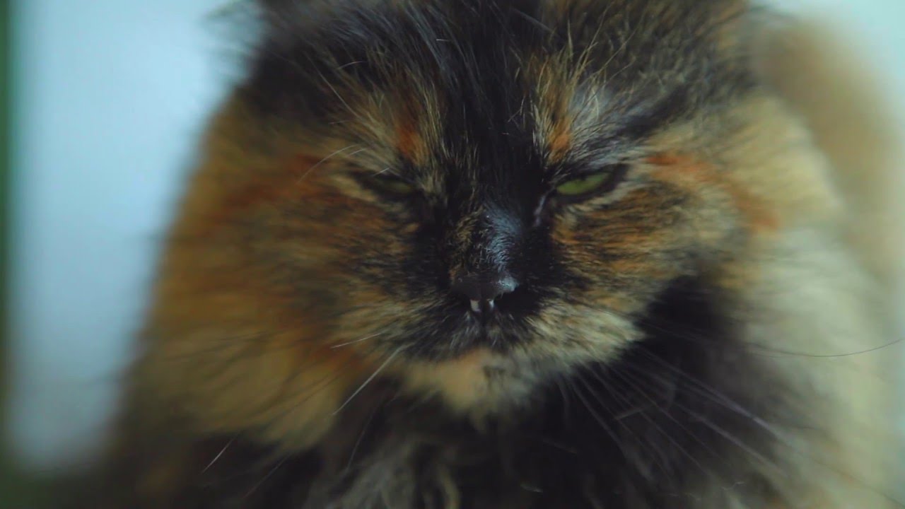 Vancouver Is Burlesque! Episode One