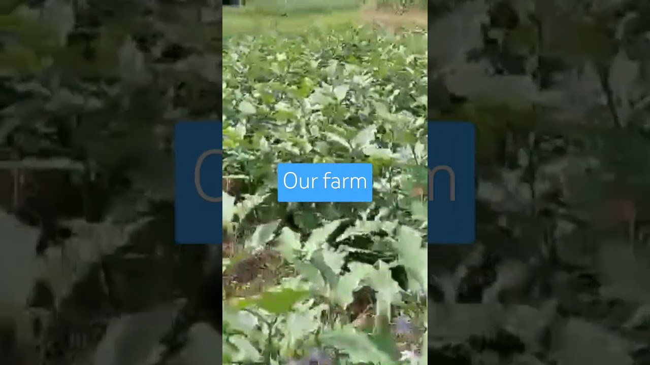 support farmers @ stage of global warming #shorts #highlights #farming #farmer
