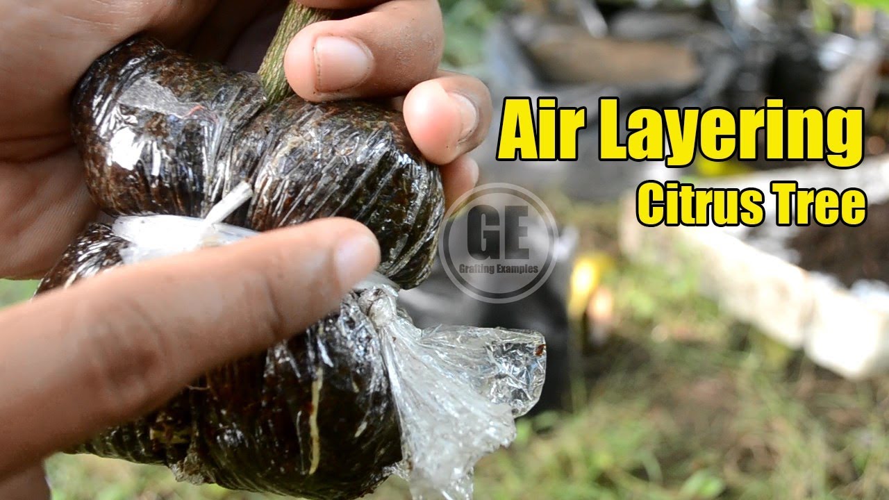 Air Layering Citrus Tree 100% Showing Result