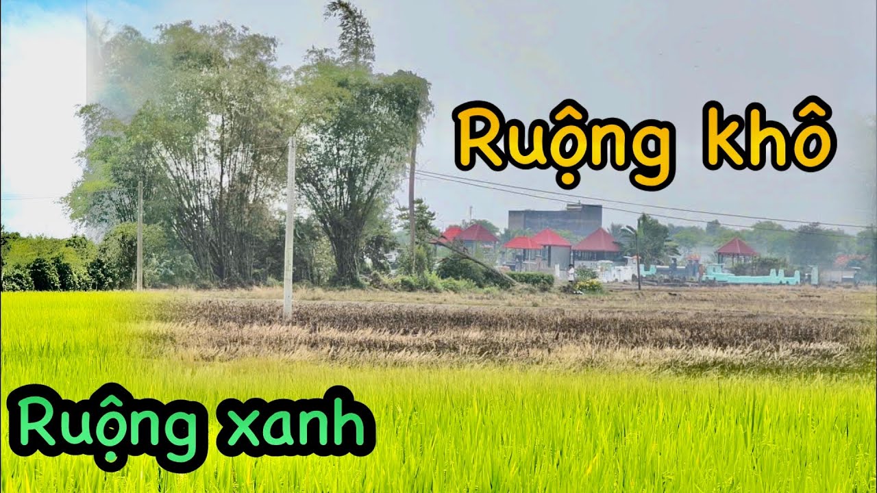 Đường Quê Mỹ Lộc Long An sau Tết | Đường Làng Hoa Nở, Lúa Xanh Mát Mắt