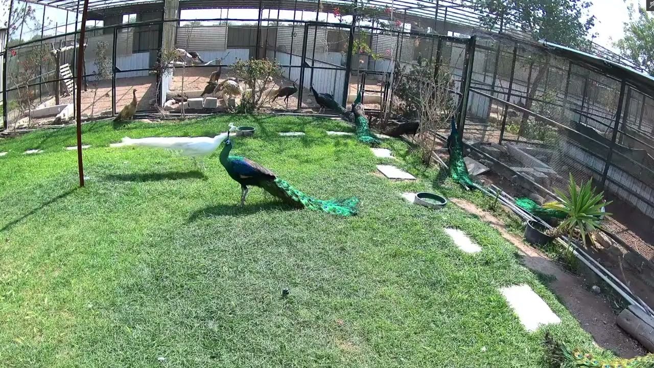 Rare peacocks farm livestream 23