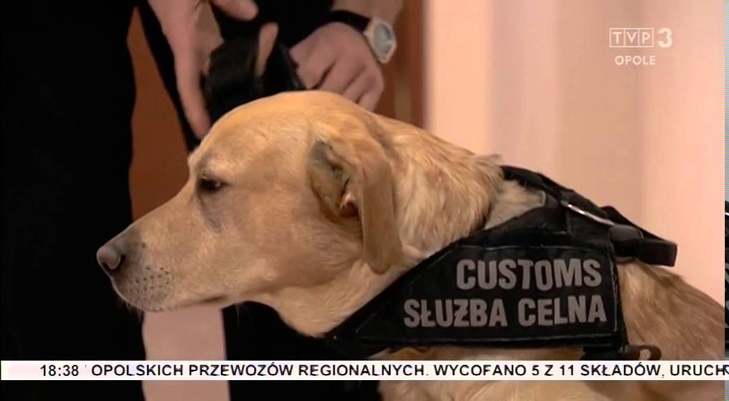 Pies wywęszył w samochodzie amfetaminę - 5.01.2016
