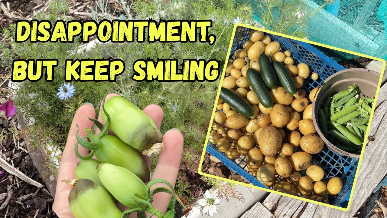 Potatoe Reveal and Some Devastating News | Slarmor Gardening Glove Review @SLARMOR.Official 