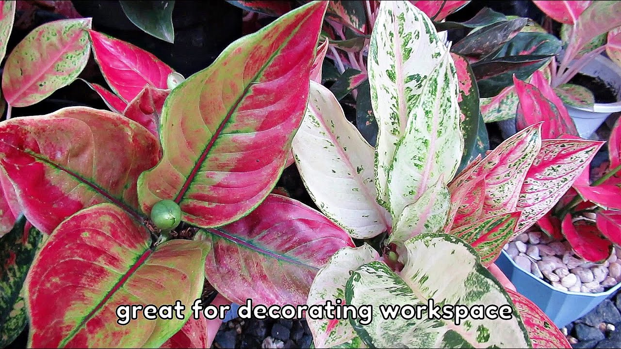 MOST POPULAR AGLAONEMA PLANT VARIETIES