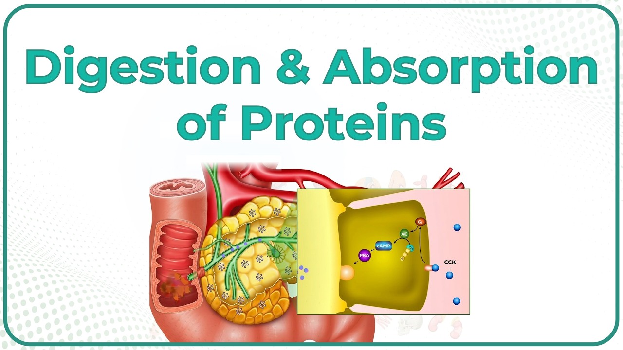 Digestion & Absorption Of Proteins (Animation) : USMLE Step 1