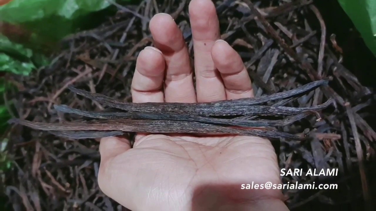 Dry Vanilla Beans Indonesia