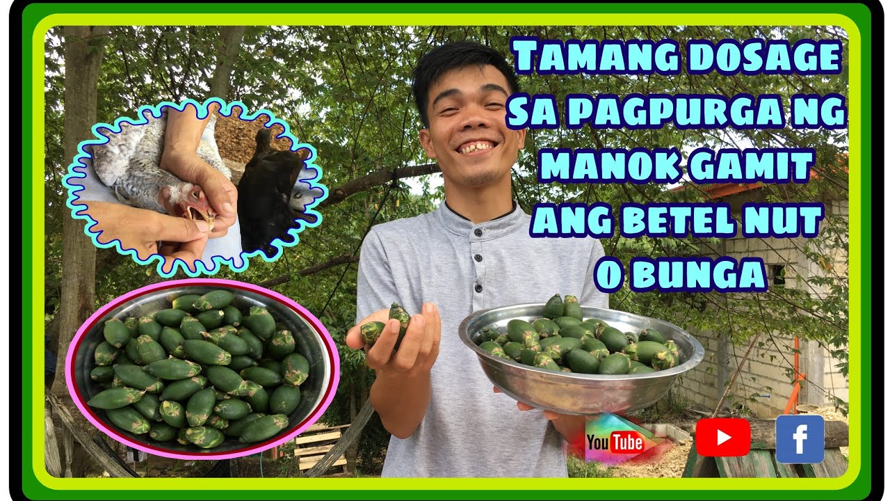 Tamang Dosage sa pagpurga ng manok gamit ang Betel Nut o Bunga