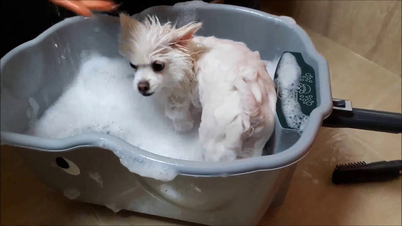 # Mong SPA Video (EN)