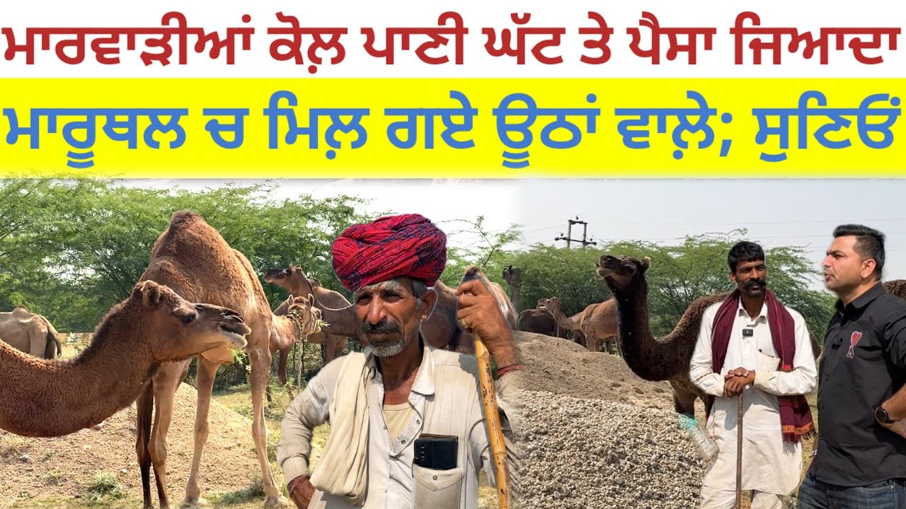 ਮਾਰਵਾੜੀਆਂ ਕੋਲ ਪਾਣੀ ਘੱਟ ਤੇ ਪੈਸਾ ਜਿਆਦਾ;ਮਾਰੂਥਲ ਚ ਮਿਲ ਗਏ ਊਠਾਂ ਵਾਲੇ|Harbhej Sidhu|Rajasthan camel desert