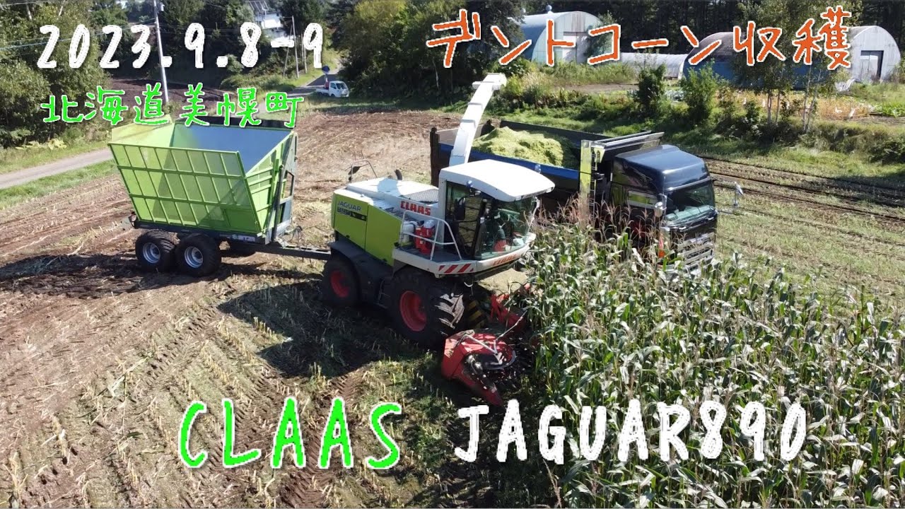 【2023.9.9】デントコーン収穫　CLAAS JAGUARで24haを刈り取り　　　北海道美幌町