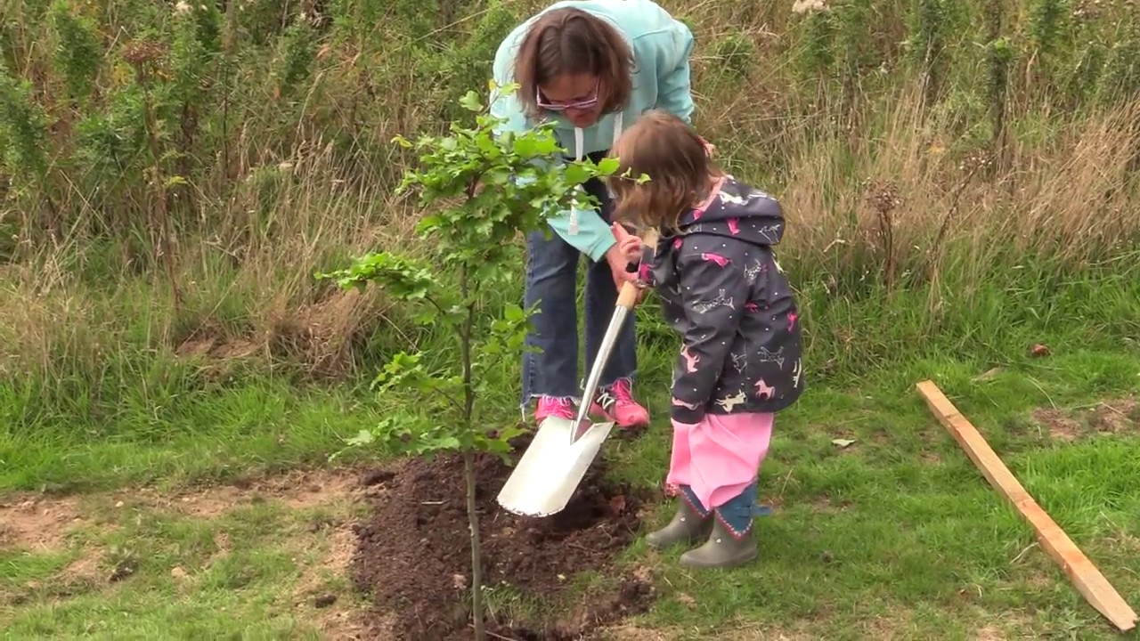 Moreton First - Plant a Tree.. Grow with Me!